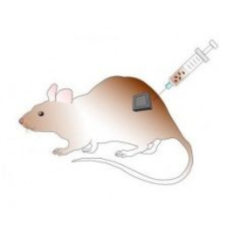 szczur-grafika-3